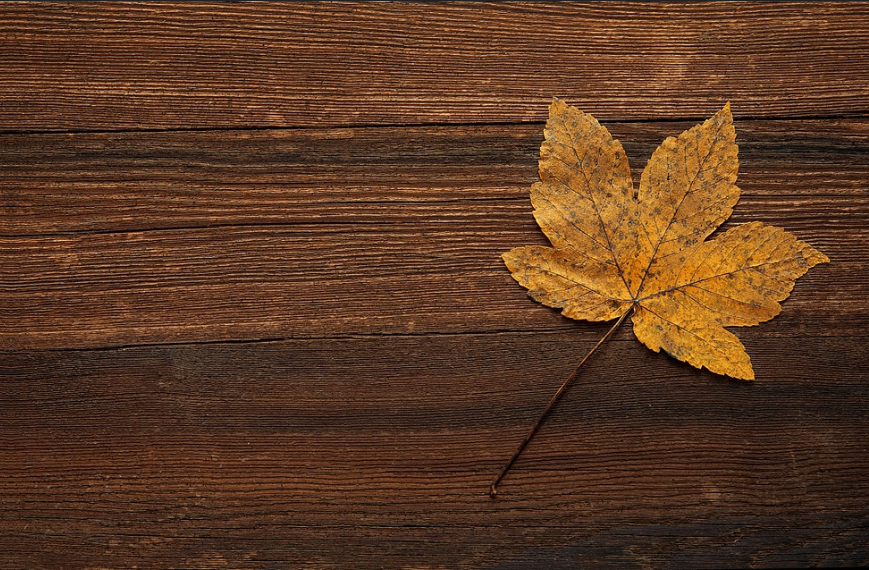 Harvest Fest - October 19th!
